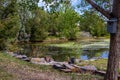Peaceful pond in centre of town. Coledale, Alberta, Canada Royalty Free Stock Photo