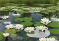 A peaceful pond covered in lily pads, with delicate white blooms resting on the water\'s surface.