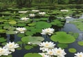 A peaceful pond covered in lily pads, with delicate white blooms resting on the water\'s surface.