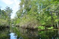 A peaceful pond