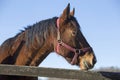 Peaceful purebred horse looking over wooden corral fence Royalty Free Stock Photo