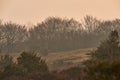 Peaceful quiet scene of foliage and greenery in secluded rural nature with copy space. Misty brown landscape of trees