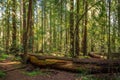 Peaceful Redwood Grove