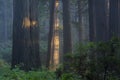 Peaceful redwood grove Royalty Free Stock Photo