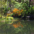 Peaceful reflection of Rhododendrion in a pond