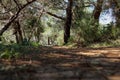 Peaceful and relaxing forest road on some hill. Wonderful jorney around Cyprus nature. Charming walking in Akamas Peninsula