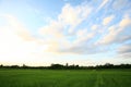 A peaceful rice field on sunrise sky background