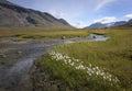 Peaceful river landscape with white flower foreground and glacial mountain background