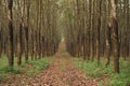A peaceful rubber tree plantation with neat rows of tall trees and spiral cuts on the bark Royalty Free Stock Photo