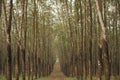 A peaceful rubber tree plantation with neat rows of tall trees and spiral cuts on the bark, Royalty Free Stock Photo
