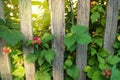 Peaceful rural landscape -BlackBerry bushes with ripe berries grow near the old wooden fence against the background of bright