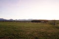 Peaceful rural scene featuring a herd of cattle grazing in a lush, fenced green pasture