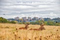 Peaceful rural scene featuring a herd of deer and a flock of birds gathering on a patch of dry grass