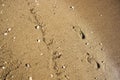 Peaceful sand beach with human foot steps prints on waterfront surface along slightly wavy soft blue water shoreline