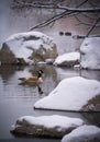 Peaceful scene with Canada goose swimming to nearby snow covered rocks. Royalty Free Stock Photo