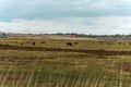 Cows Grazing in Autumn Pasture near Marshes, Isle of Sheppey, UK Royalty Free Stock Photo