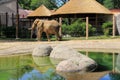 Peaceful scene with elephant in natural habitat,Cleveland Zoo,Ohio,2016