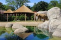 Peaceful scene with elephant in natural habitat,Cleveland Zoo,Ohio,2016