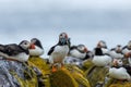 Peaceful scene of a flock of Atlantic puffins resting on rocks, one of them holding fish in its beak