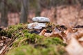 some rocks are stacked on some mossy wood logs in the forest