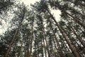 Peaceful scene in the forest, looking up through a copse of trees to sky beyond