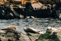 Peaceful scene of a group of seals basking on the rocky shore of a coastal body of water