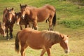 Peaceful scene of a herd of horses grazing in a lush green grassy field on a sunny day