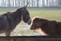 An unlikely friendship between two farm animals
