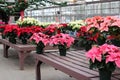 Large colorful leaves and tiny yellow flowers on potted poinsettia plants in local greenhouse