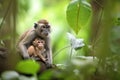 peaceful scene of mother monkey with her infant on back, surrounded by lush greenery