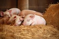 peaceful scene with a mother piglet lying next to her sleeping babies