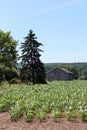 Peaceful country scene with old weathered barns, fir trees and crops in fields with sunny skies overhead