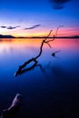 Peaceful scene of a tree branch reflected in the still waters of Lake Constance at sunset. Royalty Free Stock Photo