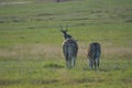 A peaceful scene of two zebras in the green pastures of North west province. Royalty Free Stock Photo