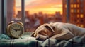 A peaceful scene unfolds as a labrador dog sleeps soundly