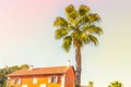 Peaceful scenery of palm tree and bright orange color house shingles roof against the sky. Tropical background palm trees sun ligh Royalty Free Stock Photo