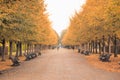 Tree lined avenue in Regent`s Park of London Royalty Free Stock Photo