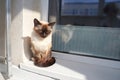 Peaceful siamese cat basking in the sunlight by a window in a cozy home Royalty Free Stock Photo