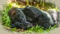 Peaceful Silverback Gorilla Resting in Nature Royalty Free Stock Photo