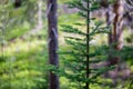 Lone Pine Tree Standing Simply in the Forest of Rocky Mountain National Park Royalty Free Stock Photo