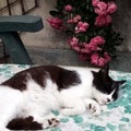 A peaceful sleeping black and white cat with a rambling rose