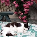 A peaceful sleeping black and white cat with a rambling rose