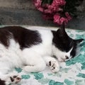 veterinary a sleeping black and white cat Royalty Free Stock Photo