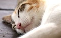 Peaceful Sleeping Cat on The Wooden Floor