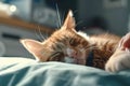 Peaceful Sleeping Ginger Cat