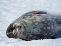 Sleepy Weddell seal on ice