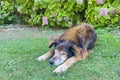 A Peaceful Slumbering Dog Amidst Nature\'s Embrace