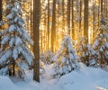 snowy forest illuminated by the golden light of sunrise Royalty Free Stock Photo