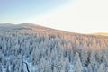 Peaceful snowy forest with sunrise over the mountains as background