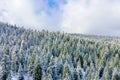 Peaceful snowy forest under a cloudy blue sky